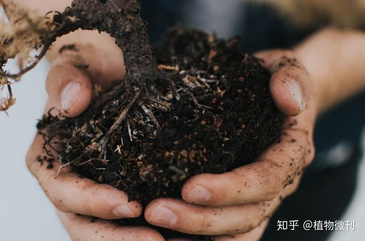 花生施肥种植管理技术要点_花生的施肥原则是什么_花生施肥及种植管理技术