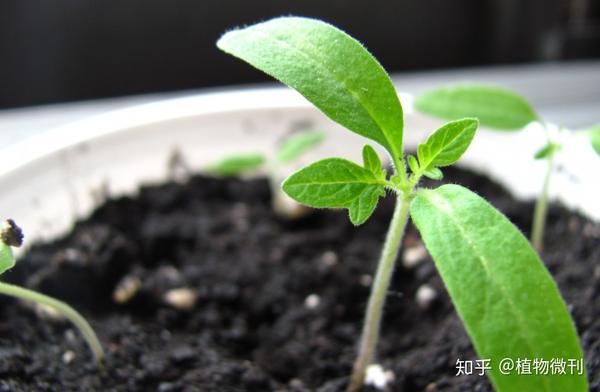 花生的施肥原则是什么_花生施肥及种植管理技术_花生施肥种植管理技术要点