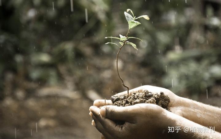 花生的施肥原则是什么_花生施肥及种植管理技术_花生施肥种植管理技术要点