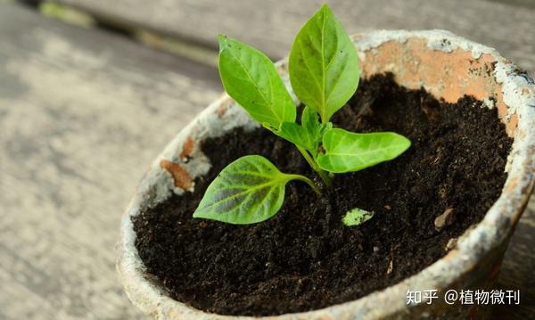 花生的施肥原则是什么_花生施肥及种植管理技术_花生施肥种植管理技术要点