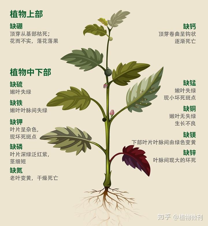 花生施肥及种植管理技术_花生的施肥原则是什么_花生施肥种植管理技术要点