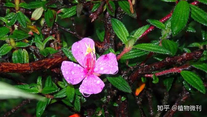 花生施肥种植管理技术要点_花生的施肥原则是什么_花生施肥及种植管理技术