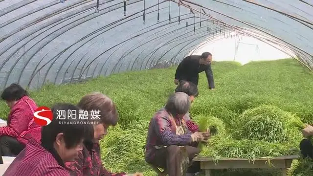 致富种植灌南芦蒿好吗_致富种植灌南芦蒿视频_灌南芦蒿种植致富