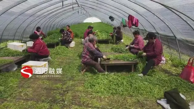 灌南芦蒿种植致富_致富种植灌南芦蒿好吗_致富种植灌南芦蒿视频