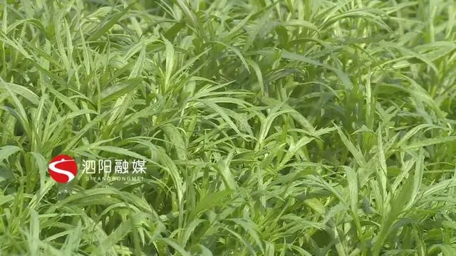 灌南芦蒿种植致富_致富种植灌南芦蒿视频_致富种植灌南芦蒿好吗