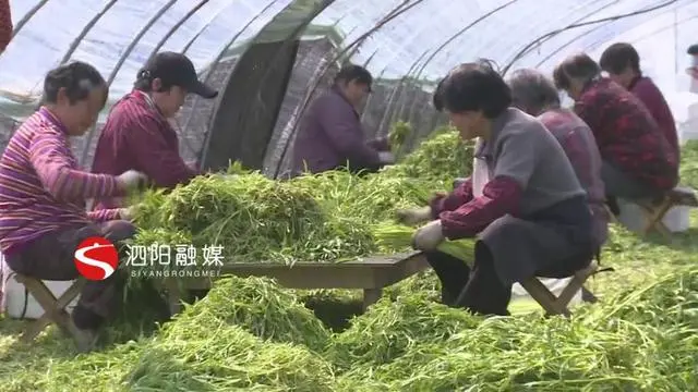 致富种植灌南芦蒿视频_致富种植灌南芦蒿好吗_灌南芦蒿种植致富