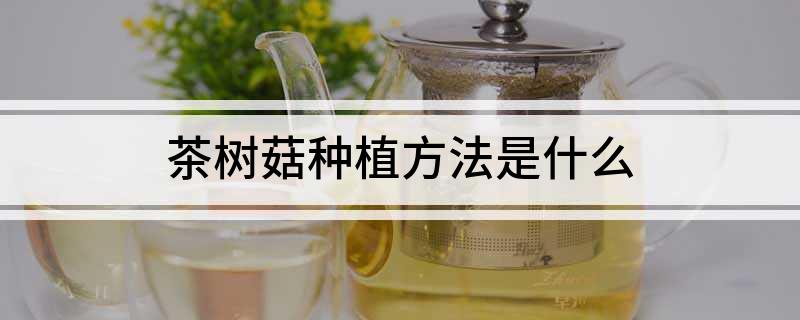 茶树菇种植方法是什么