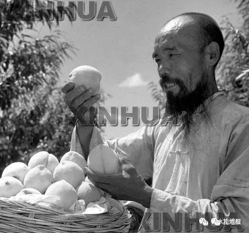 深县地名资料汇编对深州蜜桃的介绍及其他