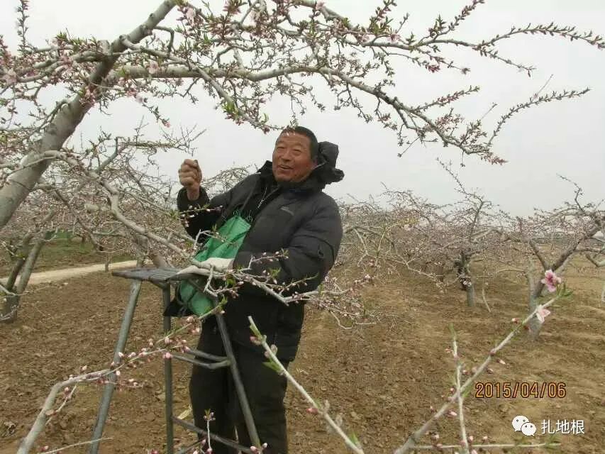 种植水蜜桃_深州蜜桃种植技术_蜜桃种植条件