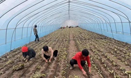 莴笋种植忙 乡村产业旺