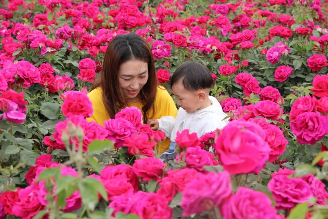 致富玫瑰种植花盆图片_种玫瑰花赚钱_致富经玫瑰花种植