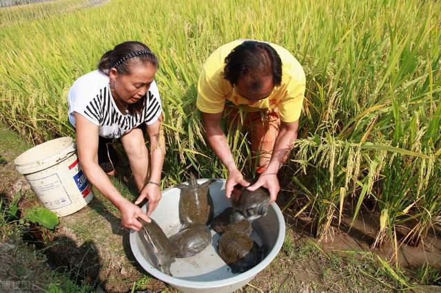 养殖鲶鱼怎么钓_沟鲶鱼养殖技术_养殖沟鲶鱼技术视频教程