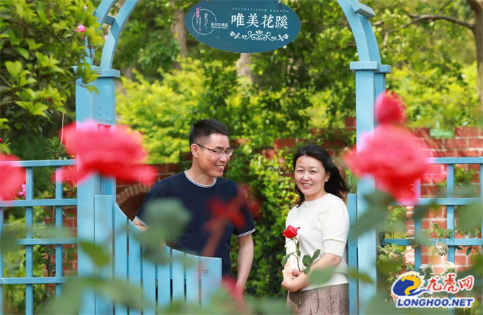 种玫瑰花赚钱_致富经玫瑰花种植_致富玫瑰种植花期多久