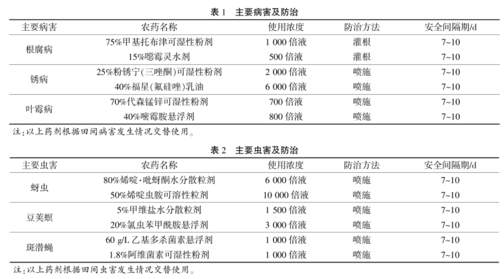 秋豇豆苗期管理_秋豇豆种植技术_种植秋豇豆技术视频