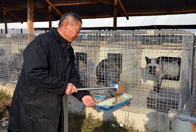 红毛鸭苗_鸭养殖技术与疾病防治_红毛鸭养殖技术