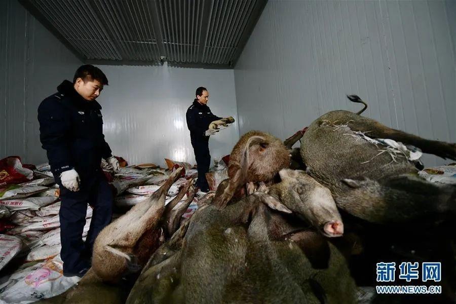 国家全面禁食陆生野生动物，人工繁育、人工饲养也不行！附全文