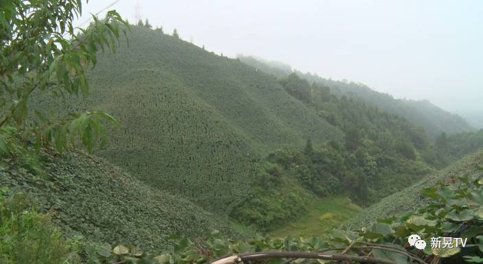 种植葡萄致富行业_致富种植葡萄行业前景_葡萄种植利润