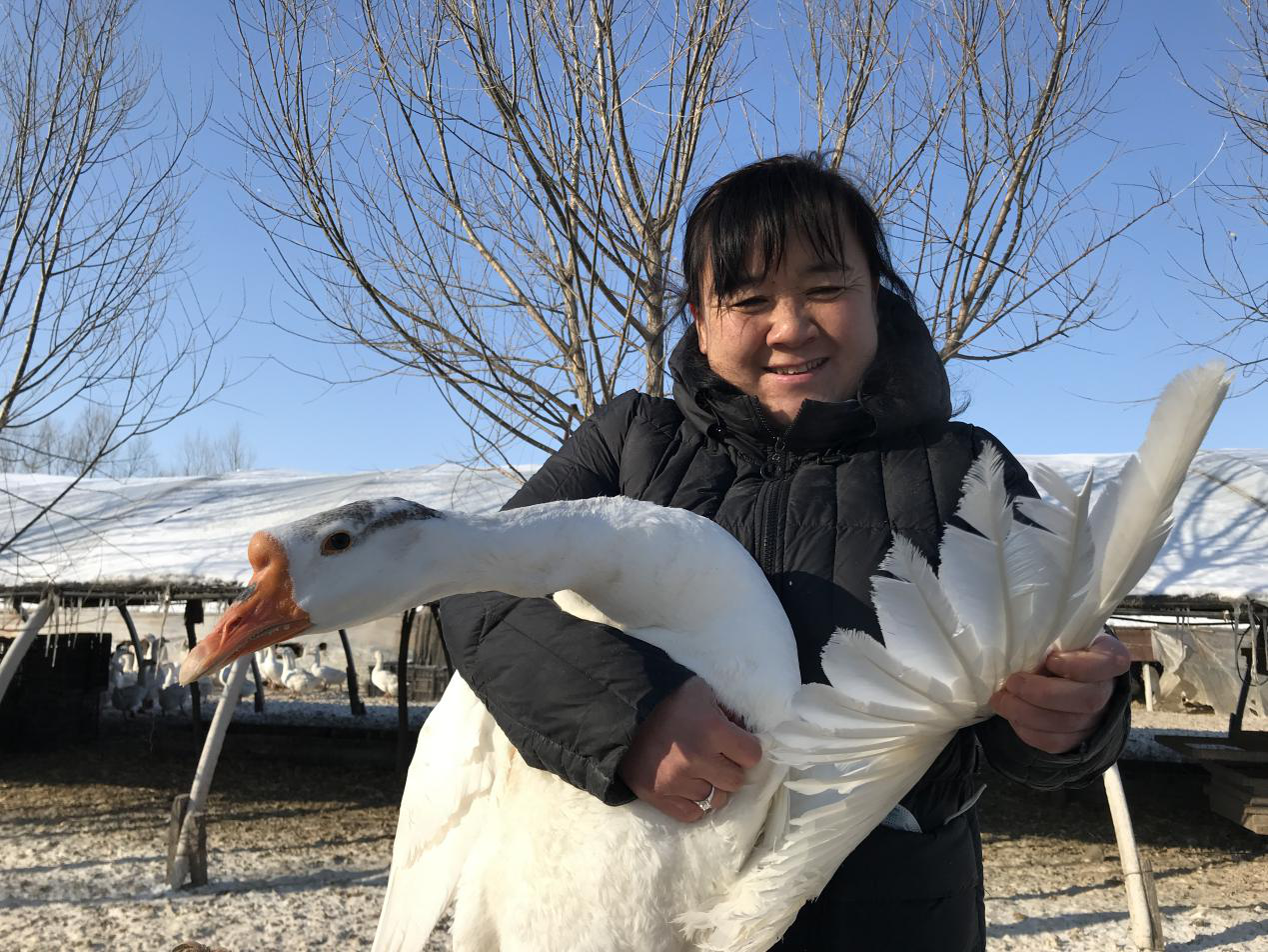 黑龙江海伦市：养鹅能手毕秀丽 趟出养殖致富路