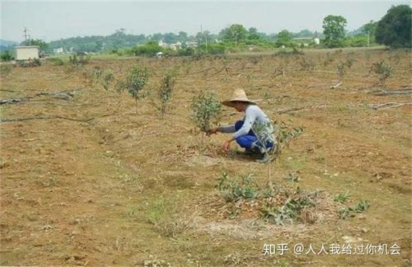 种植柑桔技术要求_种柑橘技术_柑桔的种植技术