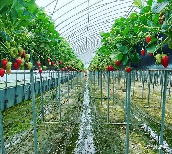 农广天地种植技术视频_农广天地蔬菜栽培技术_农广天地的种植技术