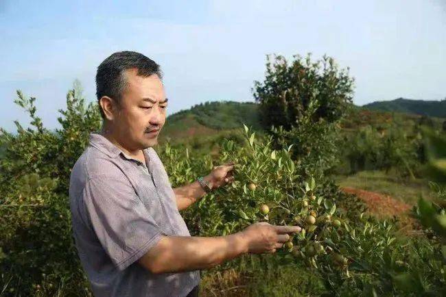 致富文案种植油茶的句子_致富文案种植油茶怎么写_油茶种植致富文案