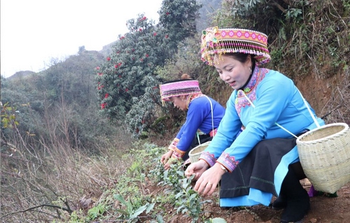 “白叶一号”来了 幸福生活不远了