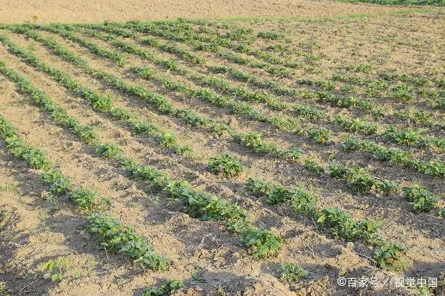 致富土豆种植视频_种植土豆致富经_致富土豆种植方法