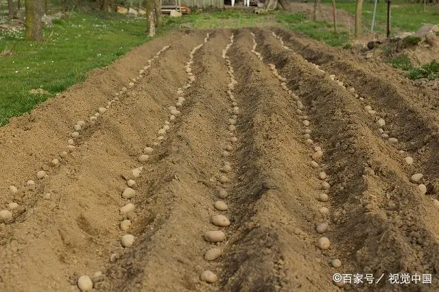 种植土豆致富经_致富土豆种植视频_致富土豆种植方法