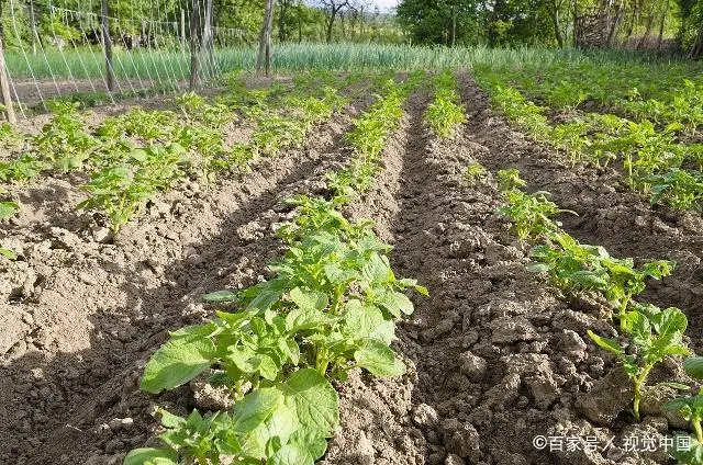 致富土豆种植视频_种植土豆致富经_致富土豆种植方法