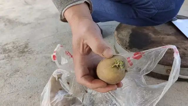 致富土豆种植技术视频_土豆致富经_种植土豆致富经