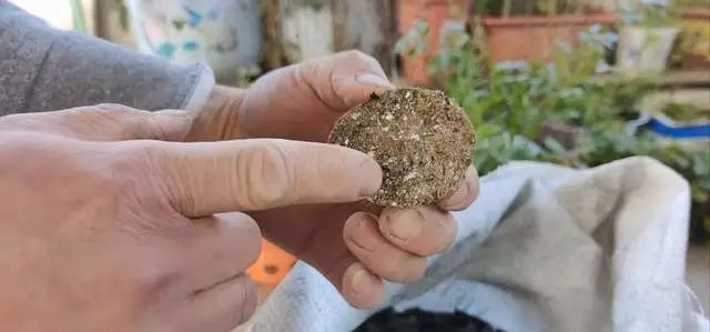 种植土豆致富经_致富土豆种植技术视频_土豆致富经