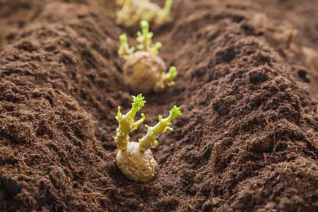 种植土豆致富经_致富经土豆种植视频_致富土豆种植方法