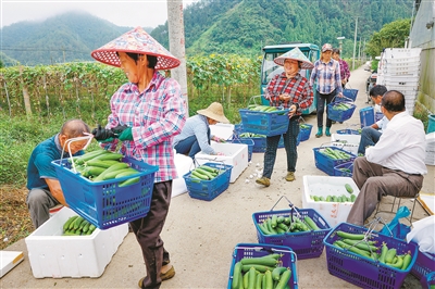 淳安临岐以“红岐”育村级增收致富带头人