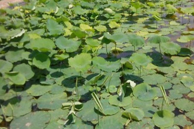 浅水藕种苗_浅水藕种植视频_浅水藕种植致富经