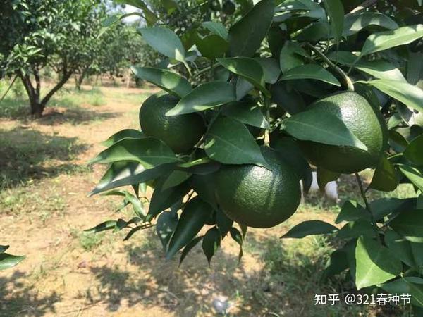 321春种节，柑橘种植管理要点：微量元素缺乏症之解决方案