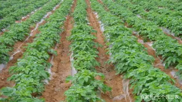 种植土豆致富经_土豆致富经_致富土豆种植技术视频