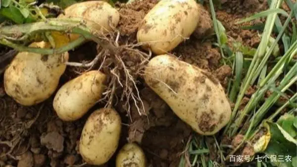 种植土豆致富经_土豆致富经_致富土豆种植技术视频