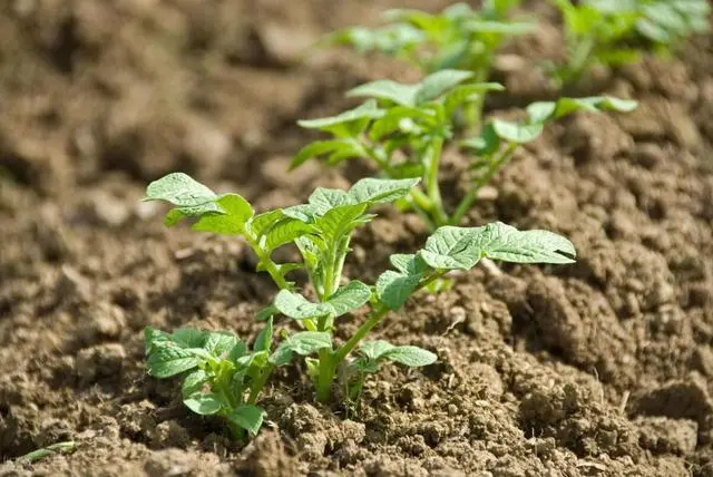 致富土豆种植方法_致富土豆种植视频_种植土豆致富经