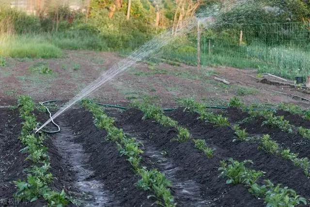 种植土豆致富经_致富土豆种植方法_致富土豆种植视频