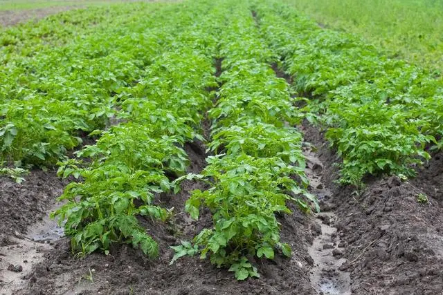 致富土豆种植视频_种植土豆致富经_致富土豆种植方法