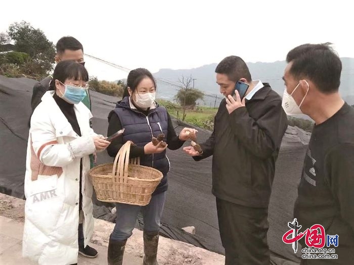 种植食用菌赚钱吗_种植食用菌的销路_食用菌种植成致富新宠