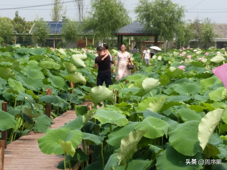 致富藕种植浅水还是深水_浅水藕种植致富经_种浅水藕一亩要多少成本