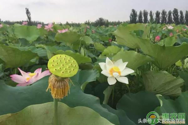 浅水藕种苗_浅水藕种植致富经_种浅水藕一亩要多少成本