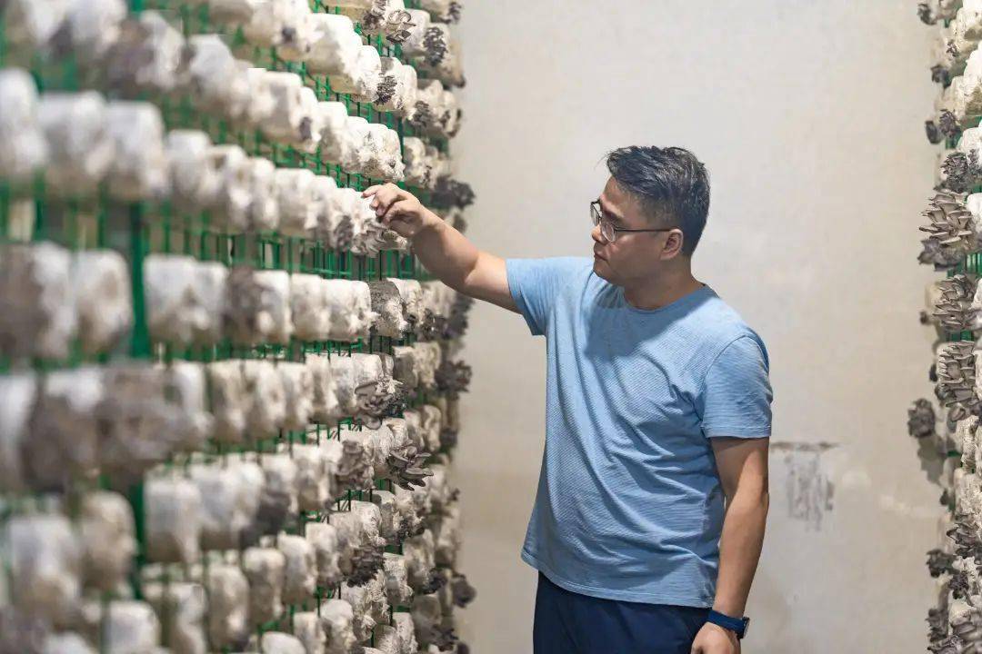 致富经食用菌种植_种植食用菌的销路_食用菌种植成致富新宠