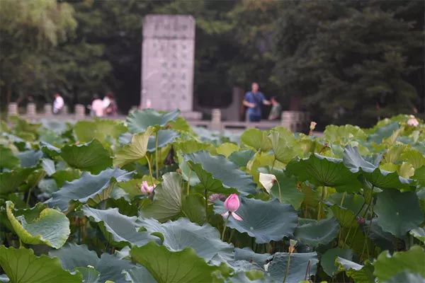 致富之路养殖业事例分析_养殖致富案例_养殖致富路有哪些项目