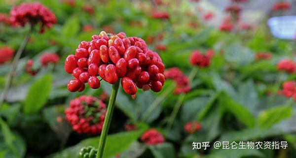 致富蒜西洋种植技术视频_种植西洋蒜致富吗_西洋种植技术视频