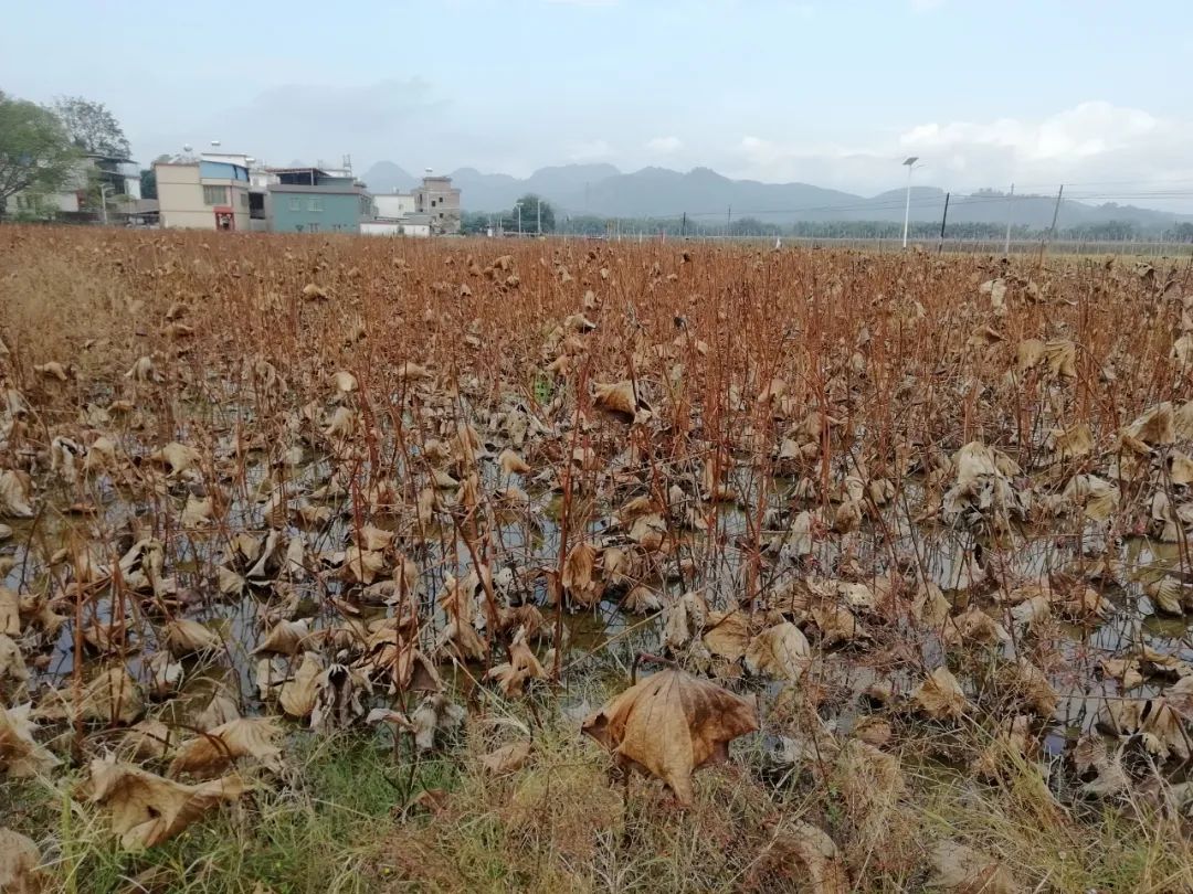 种植藕带致富_致富经高产藕种植视频_莲藕种植致富