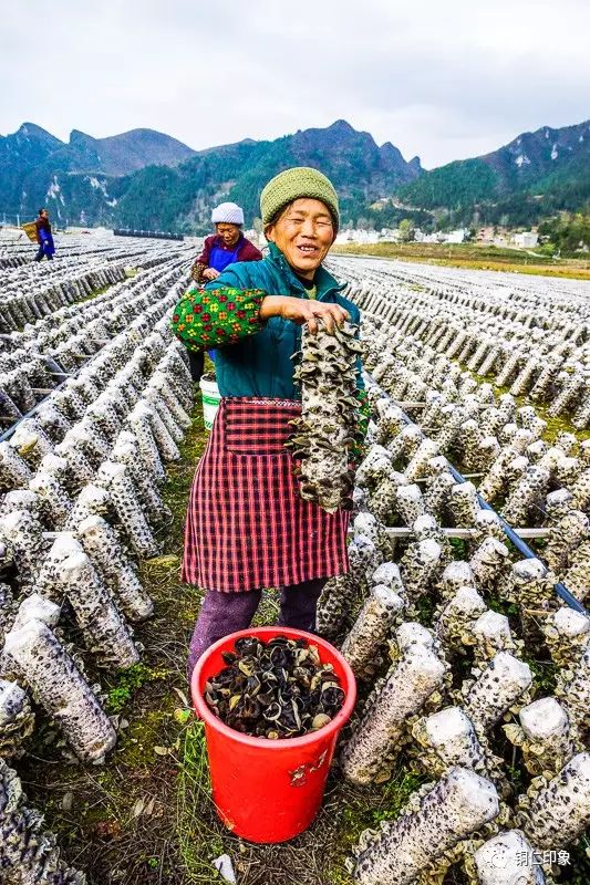 农业种植致富技术食用菌_致富种植农业食用菌技术规范_种植食用菌技术大全