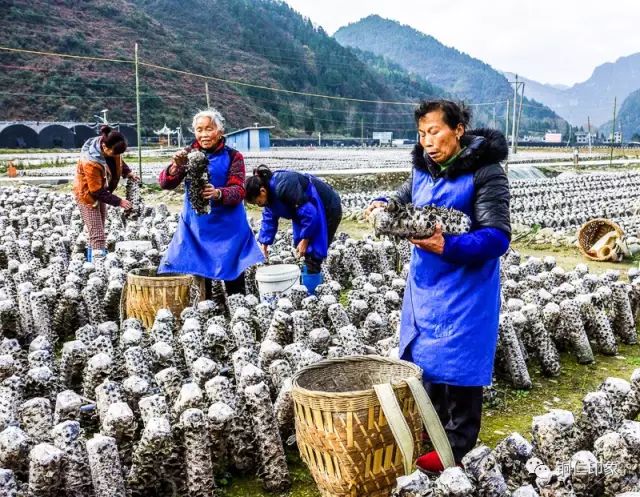 致富种植农业食用菌技术规范_农业种植致富技术食用菌_种植食用菌技术大全