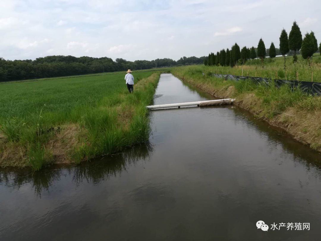 虾苗药品养殖技术_药品养殖虾苗技术规程_药品养殖虾苗技术要求